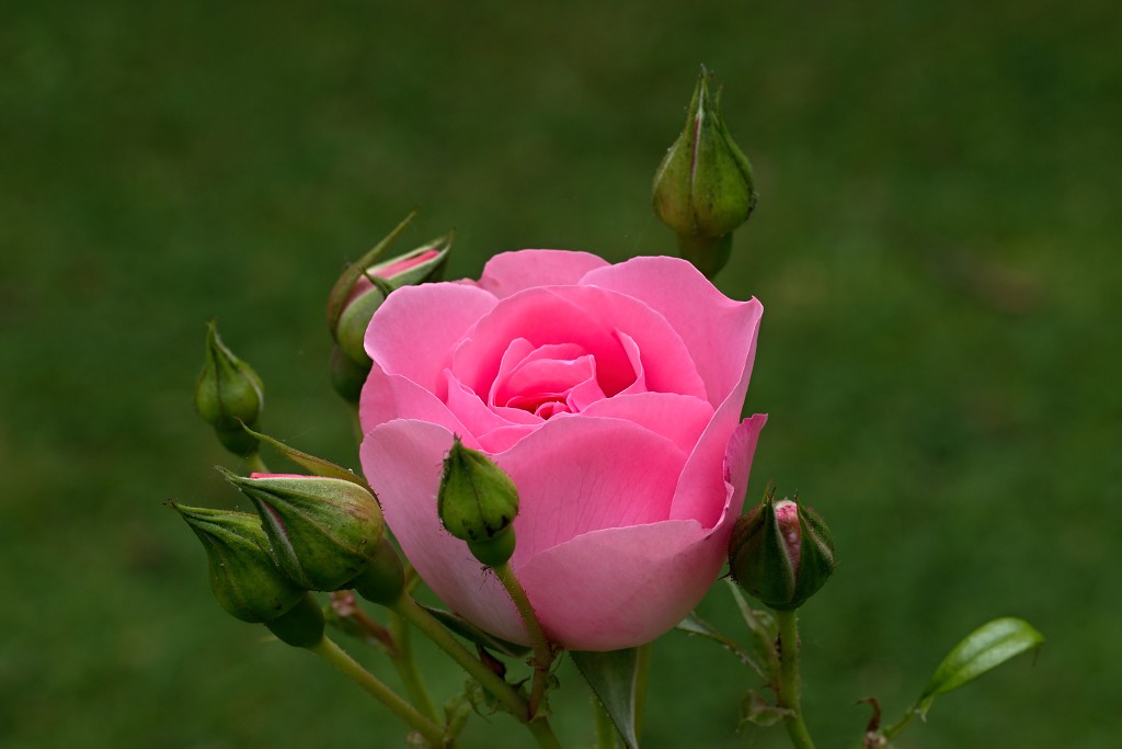 rozen roos rosa hdr natuur bloem bloemen cultivars cultivar rosaceae tuin rozentuin valentijn liefde